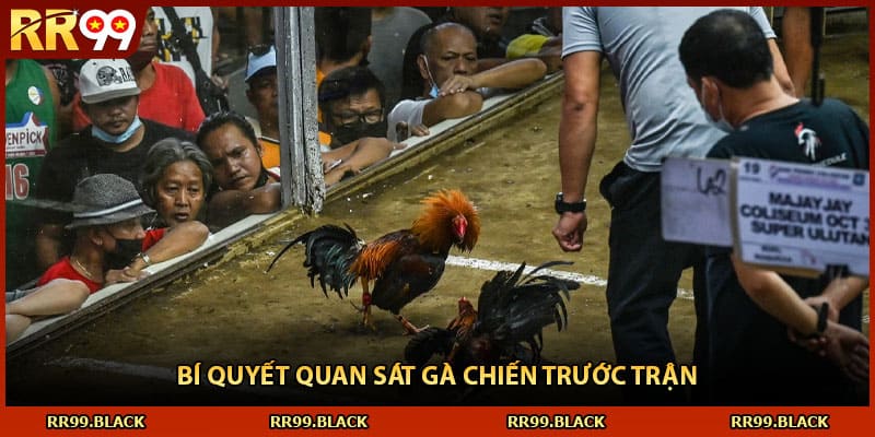 Bí quyết quan sát gà chiến trước trận