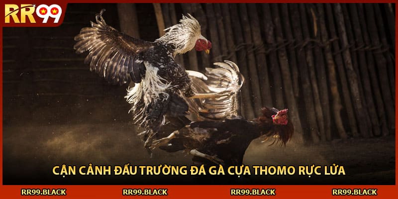 Cận cảnh đấu trường đá gà cựa Thomo rực lửa
