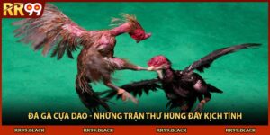 Đá Gà Cựa Dao - Những Trận Thư Hùng Đầy Kịch Tính
