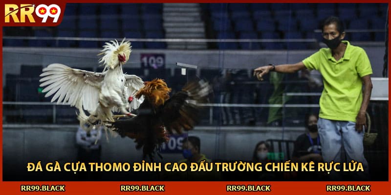 Đá Gà Cựa Thomo Đỉnh Cao Đấu Trường Chiến Kê Rực Lửa