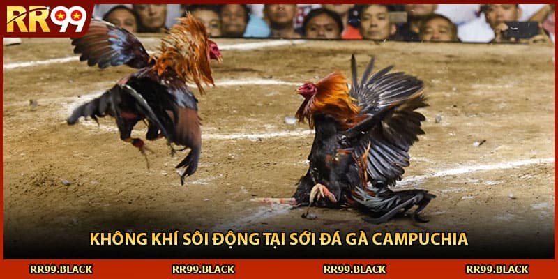 Không khí sôi động tại sới đá gà Campuchia