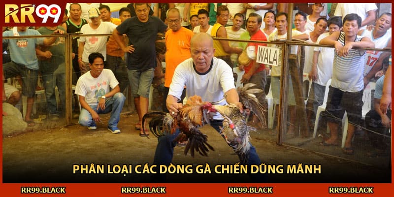 Phân loại các dòng gà chiến dũng mãnh